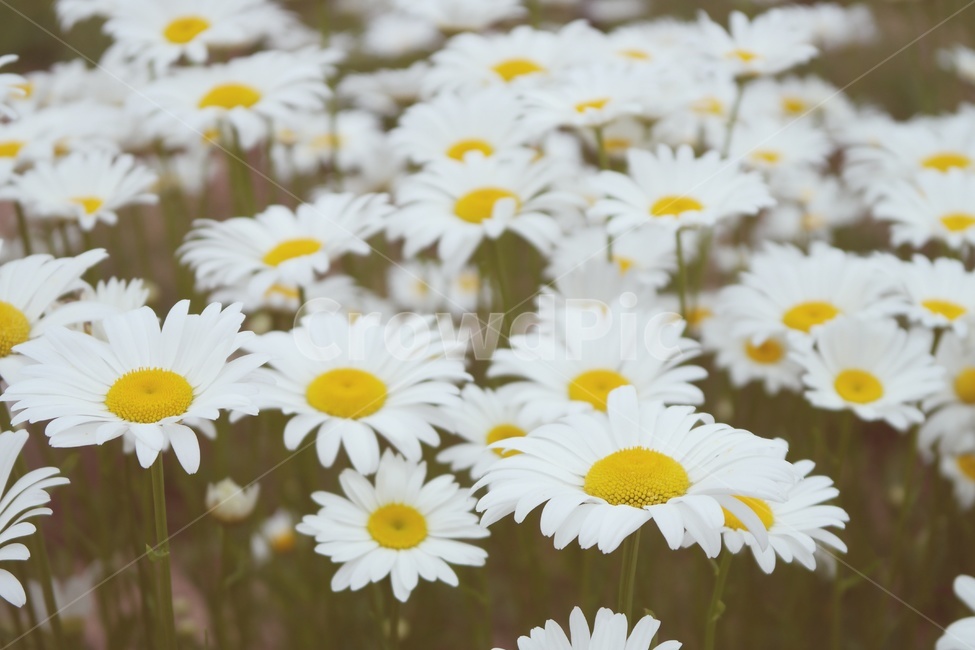 마가렛,마거리트,꽃,marguerite,감성,white,yellow,blossom,flower,꽃밭,자연,식물,plant,만개,국화과,식물,자연,plants,nature,꽃,flower