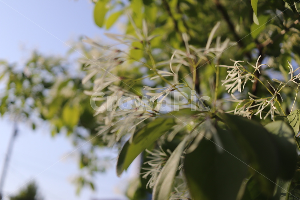 이팝나무,꽃,봄,햇살,식물,나무,감성,이팝,쌀,쌀나무,식물,자연,plants,nature,꽃,flower