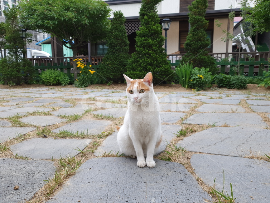 고양이,치즈태비,길냥이,cat,반려동물