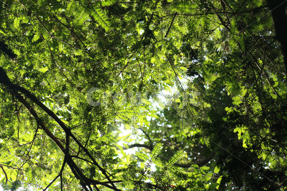 자연,식물,나무,초록,숲,감성,힐링,빛,비자나무,nature,plants,healing,green,식물,자연,plants,nature