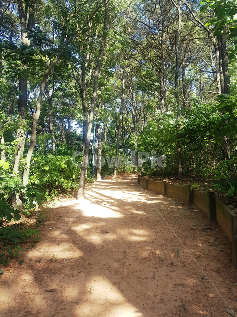오솔길,산길,산,길,풍경,road,자연,흙길,나무,숲