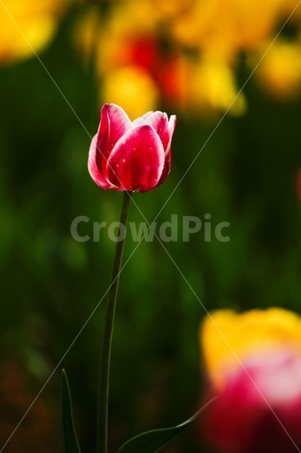 식물,꽃,툴립,보라,허브나라,Tulip,식물,자연,plants,nature,봄,계절,spring,season,꽃,flower,plant