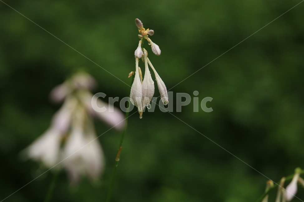 비,풍경,빗방울,소경,rain,비오는소경,식물,자연,plants,nature,꽃,flower