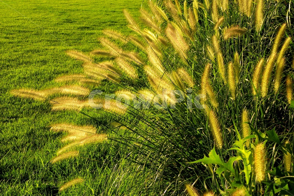 강아지풀,잔디,초록색,그린색,햇빛,식물,자연,plants,nature