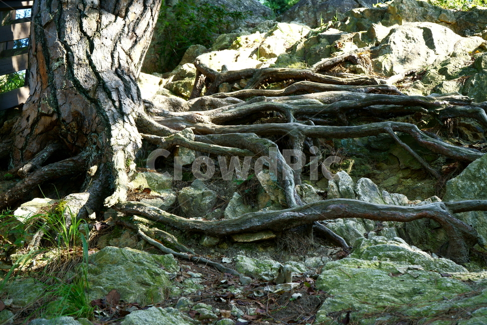 나무뿌리,소나무,plant,식물,생명력,root,뿌리,기이한,자연,야외,질긴,nature,뿌리깊은