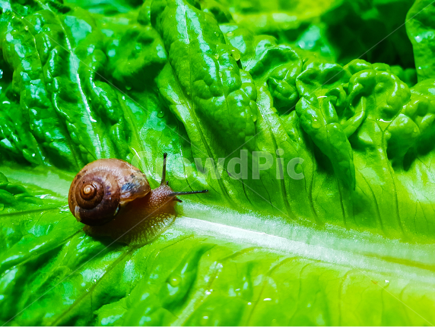 달팽이,상추,채소,야채,유기농,snail,nature,vegetable,green,fresh,red,healthy,salad,vegetables,isolated,cucumber,vegetarian,diet,ingredient,organic,white,paprika,peppers,agriculture,raw,health,leaf,onion,food,lettuce,동물,animal,채소,야채,vegetables