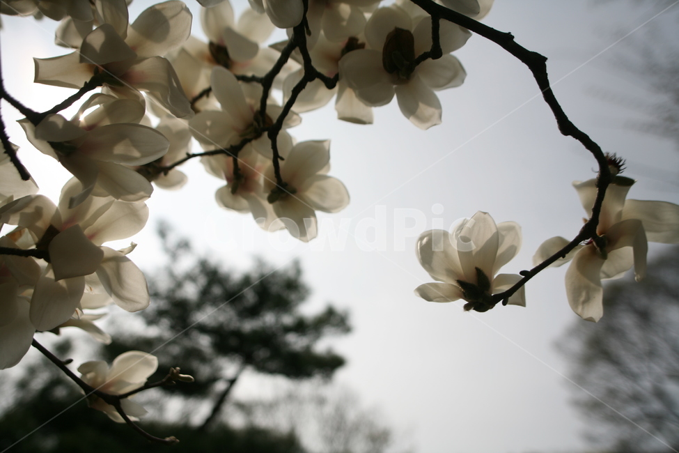 목련,봄,하늘,구름,꽃,plant,식물,blossom,flower,꽃잎,식물,자연,plants,nature,꽃,flower