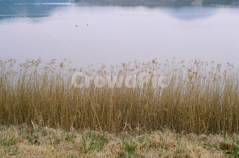 갈대,강가,산,리플렉션,억새,가을,호수,풍경,자연,grass,plant,식물,lawn,감성,autumn,flamegrass,silvergrass,잔디