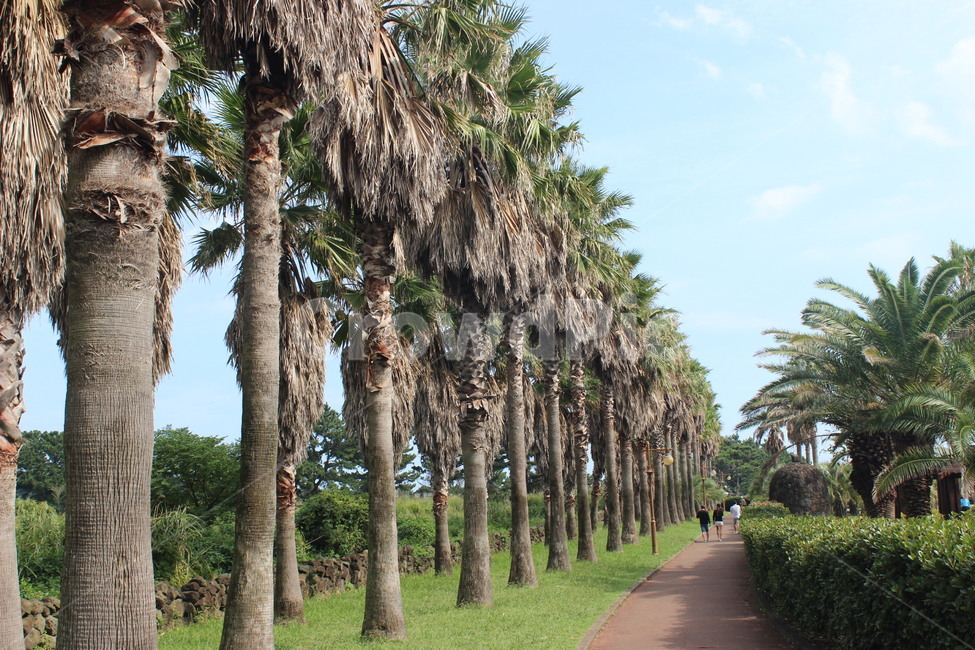 garden,정원,바다,sea,해변,제주도,제주,jeju,자연,nature,물,water,나무,trees,wood