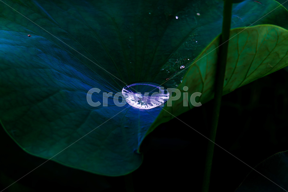 연잎,물방울,문양,무늬,자연,식물,자연,plants,nature
