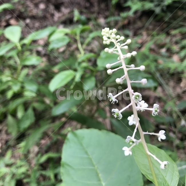 미국자리공,상륙,장녹,야생화,Garget,Pigeo,Poke,Pokeberry,Pokeweed,Sccoke,Virginianpoke,여러해살이풀,나물,식용,독성,약재,습지식물,꽃,식물,Flower,식물,자연,plants,nature,꽃,flower