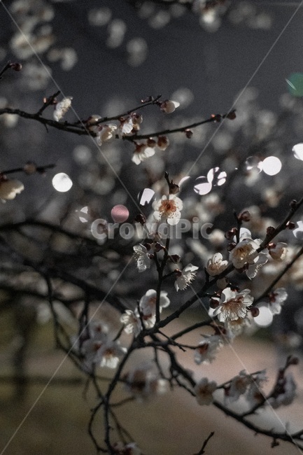 매화,봄,꽃,flower,야경,보케