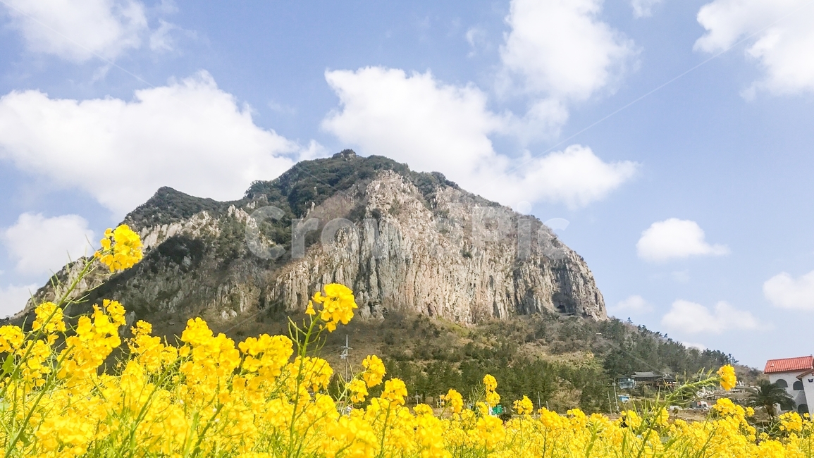 제주도,산방산,봄,유채꽃,노란꽃,유채,봄,계절,spring,season,자연,풍경,nature,landscape,outdoors,옥외,grassland,목초지,field,들