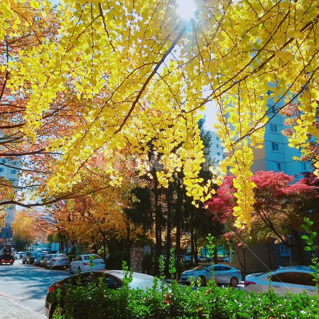 가을,은행나무,햇살,단풍,나무