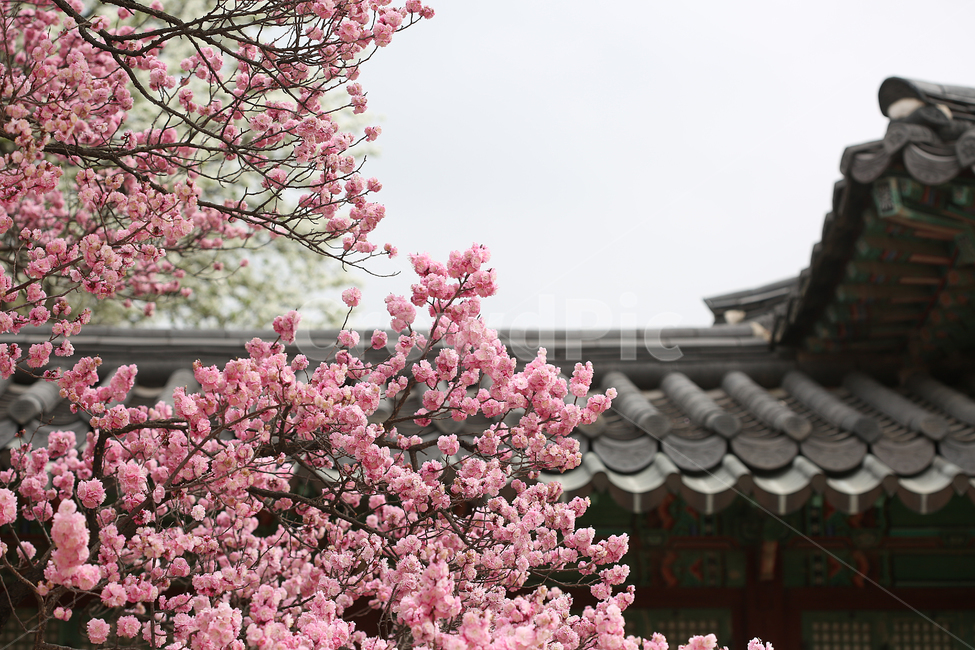 궁,봄,꽃,창경궁,palace,flower,spring,지붕,roof,봄,계절,spring,season,한국전통,한국문화,korean traditional,korean culture,식물,자연,plants,nature,꽃,flower,plant,cherry blossom,벚꽃,blossom