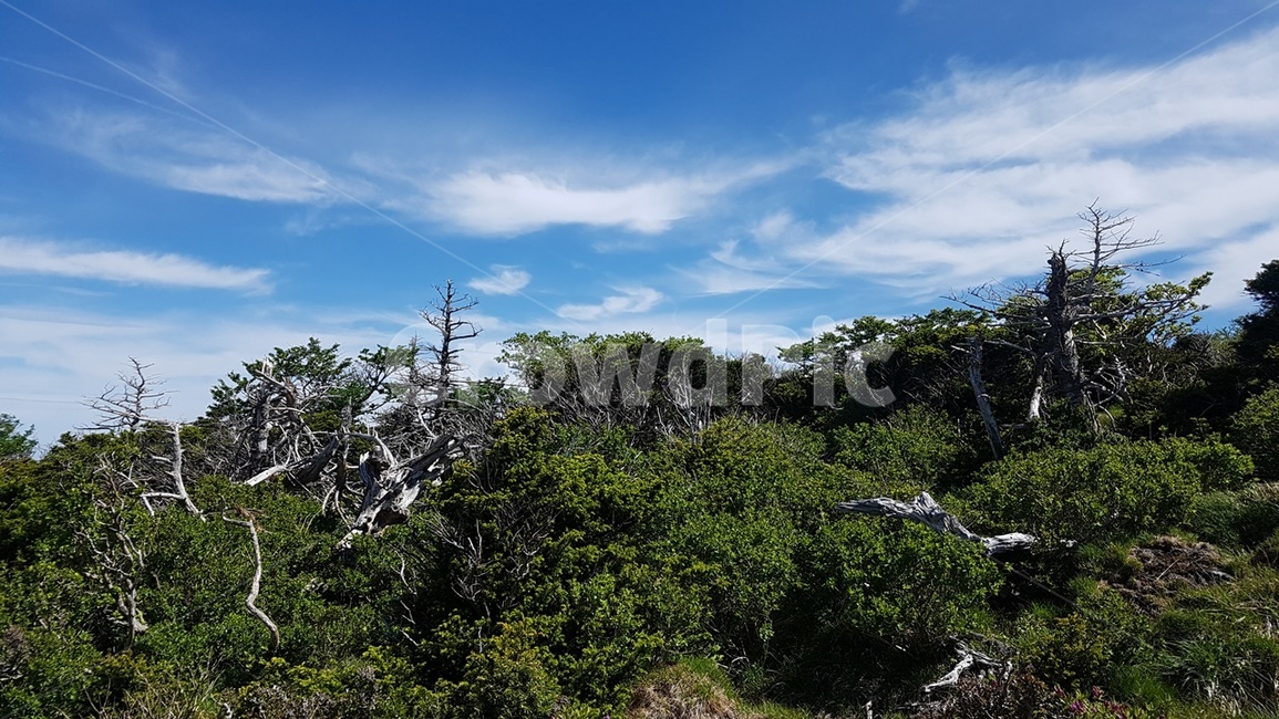 제주도,한라산,영실코스,구상나무,고사목