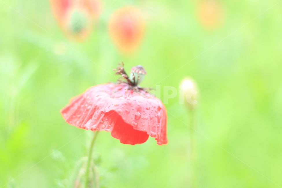 여름,시작,양귀비,위로,꽃,식물,자연,plants,nature,꽃,flower