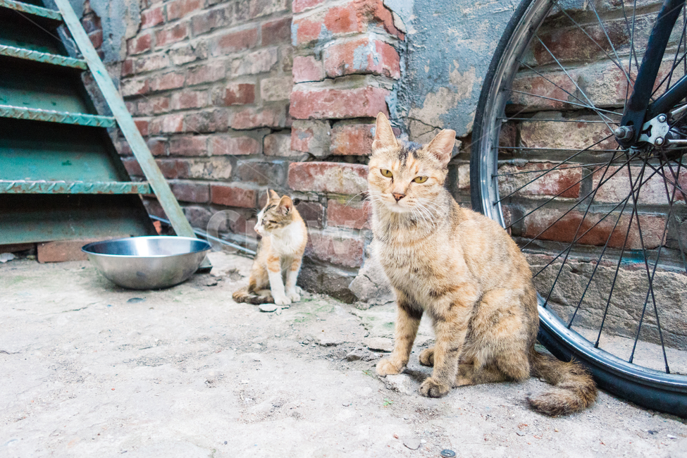 고양이,길냥이,길고양이,냥이,캣,cat,길냥,고양고양,동물,아기고양이,새끼고양이,동물,animal,포유류,mammal,고양이,cat,kitten,kitty
