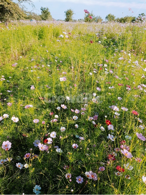 코스모스,가을,코스모스잔치,알록달록,곱게물든,자연,힐링,평안,분홍,빨강,하양,다채로운,식물,자연,plants,nature,꽃,flower