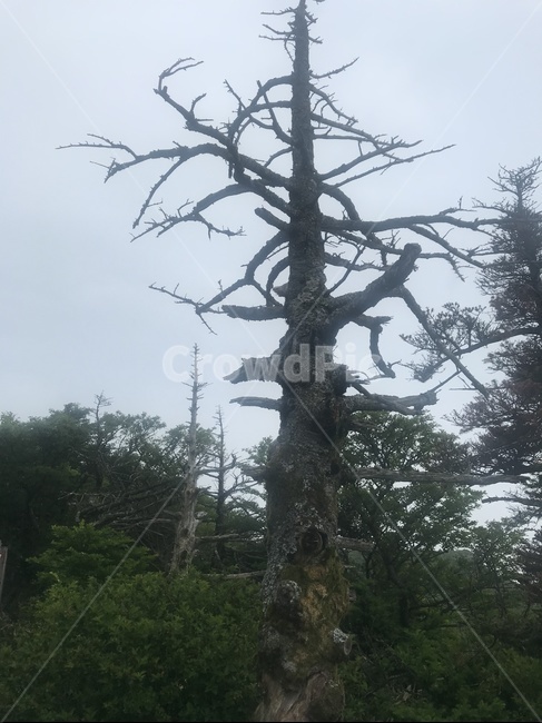 제주한라산,한라산,영실탐방로,백록담,윗세오름