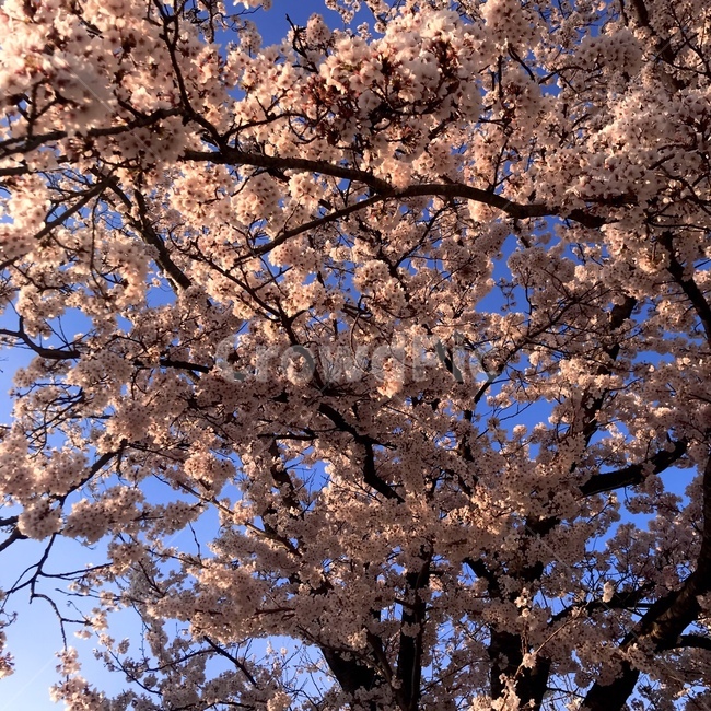 plant,식물,blossom,꽃,flower,벚꽃,벚나무,봄,나무,색감,감성사진,cherryblossom