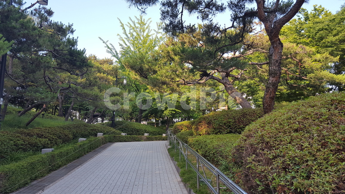 자연,고요함,공원,소나무,산책,nature,serenity,pinetrees,walk
