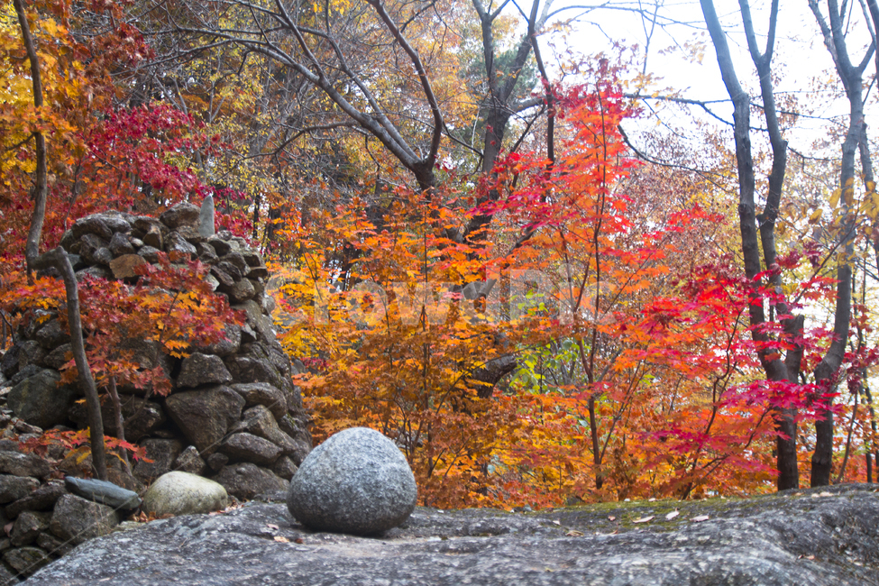 배경,풍경,이쁜사진,가을,단풍,가을,계절,fall,autumn,season,자연,풍경,nature,landscape,한국자연풍경,한국자연경관,korea nature landscape,plant,식물,tree,나무
