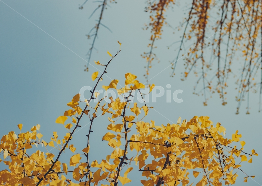 가을,단충,낙엽,은행나무,노랑색,금빛,하늘,나뭇가지,숲,가을,계절,fall,autumn,season,자연,풍경,nature,landscape,plant,식물