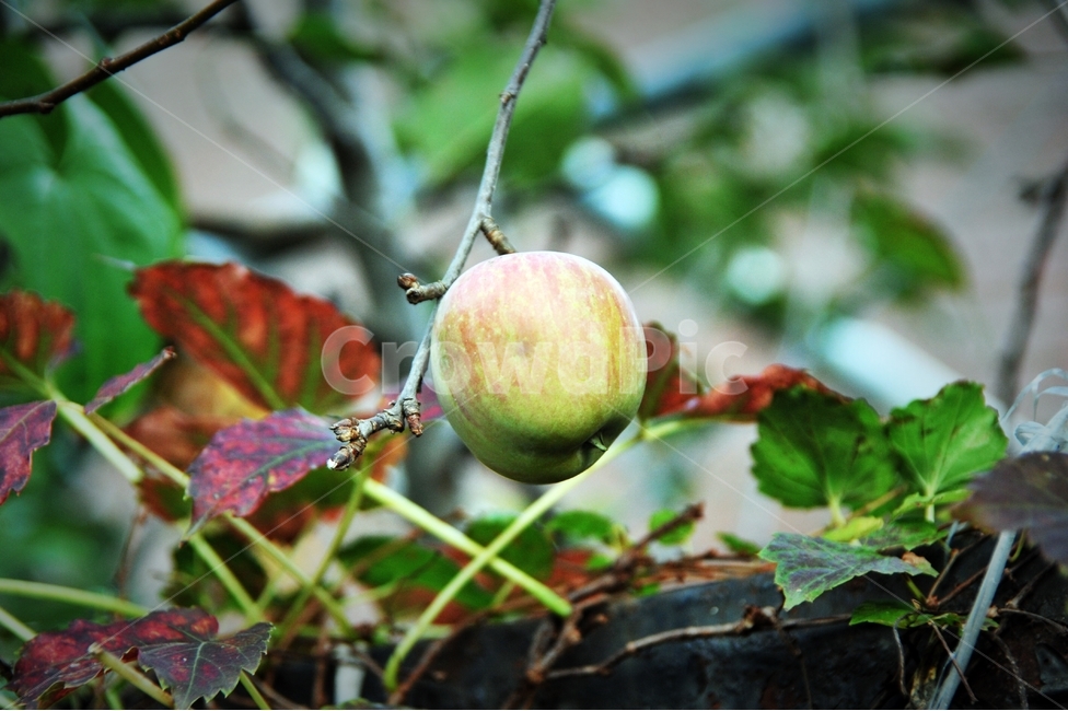사과,식물,열매,가을,행복,기쁨,식물,자연,plants,nature,과일,열매,fruit