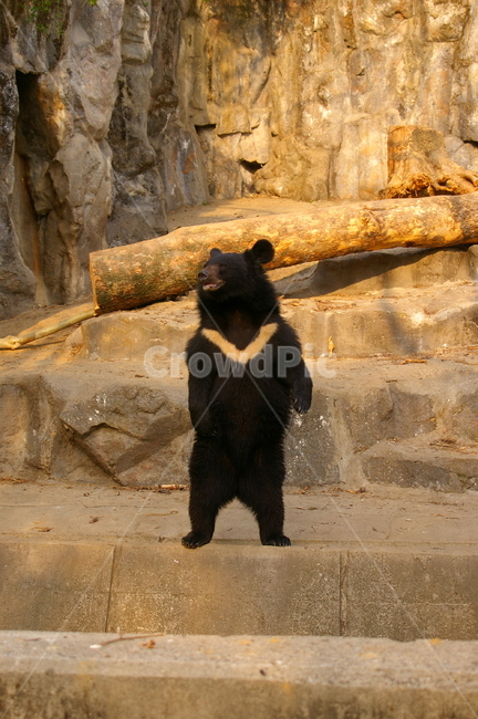 곰,동물,bear,animal,포유류,야생동물,동물,animal,포유류,mammal