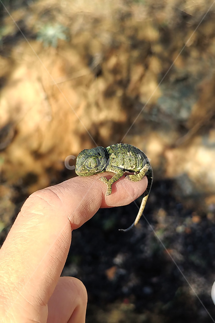 동물,animal,카멜레온,chameleon,자연,nature,아기,baby,파충류,양서류,reptile,amphibian