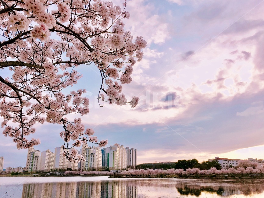 봄,벚꽃,꽃,하늘,노을,그림자,호수,봄,계절,spring,season,도시,풍경,city,landscape,한국도시풍경,한국도시경관,korea cityscape,plant,식물