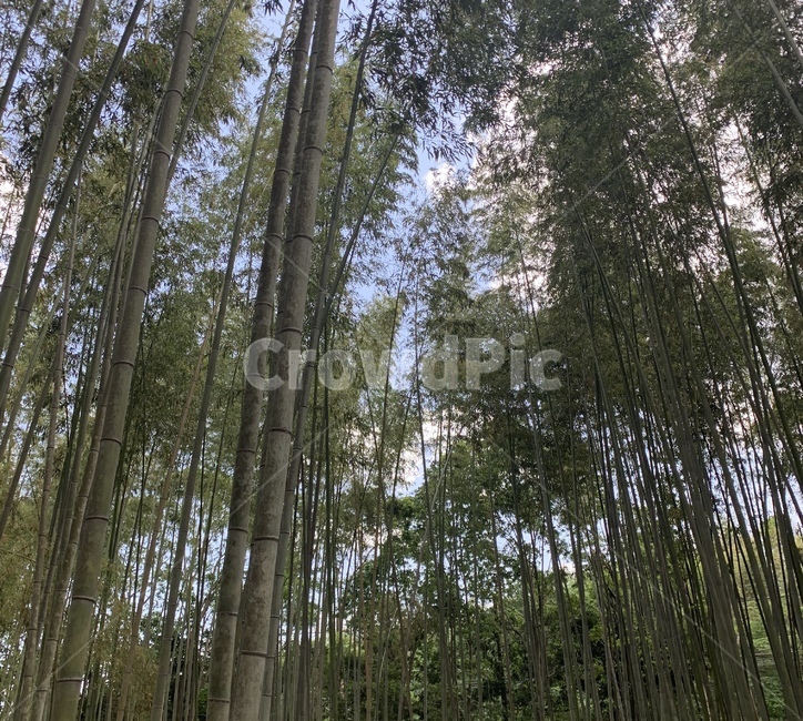대나무,숲속,일본,하늘,대나무숲,여유,청량