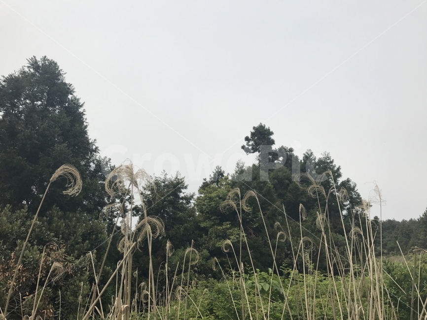 자연,감성,풍경,제주,원본,무보정,자연,풍경,nature,landscape,grass,잔디,plant,식물,tree,나무