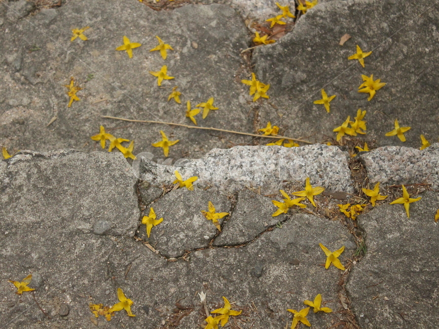 계단,자연,식물,봄,꽃,개나리,flower,spring