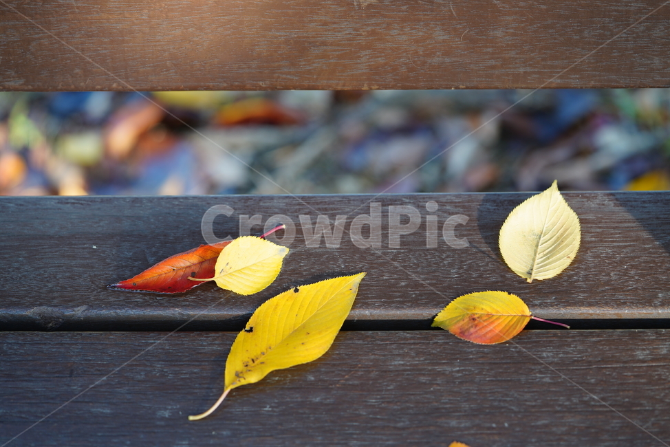 낙엽,계절,가을,생물,생명,컬러,색감,식물,plant,leaf,잎,가을,계절,fall,autumn,season