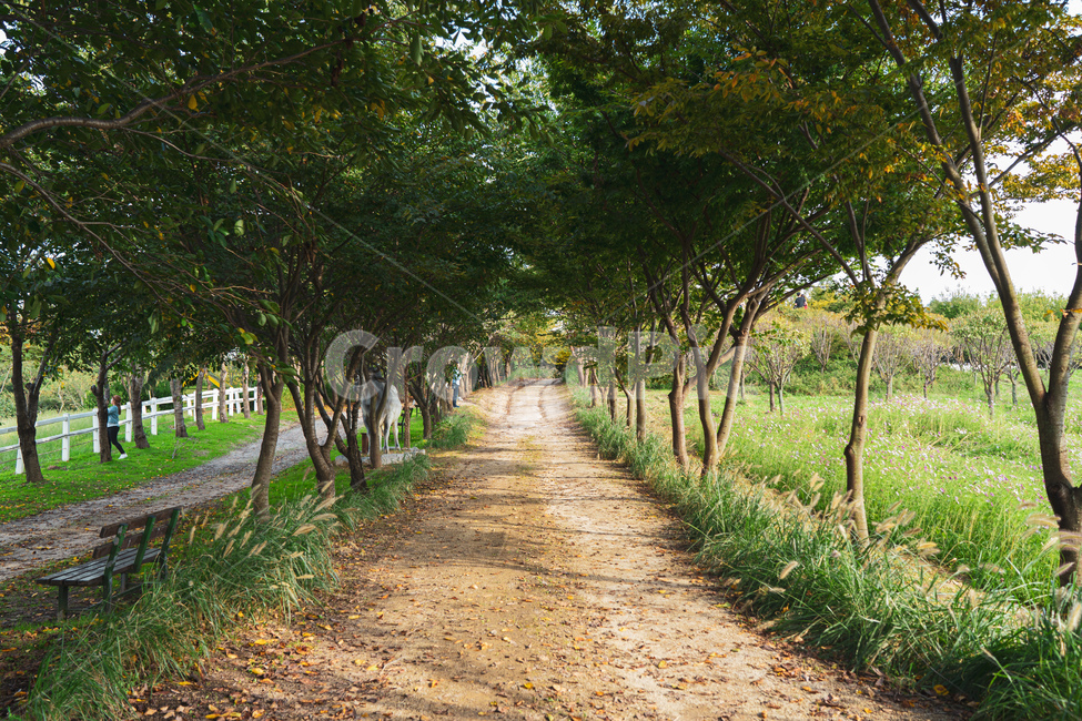 감성,분위기,숲길,길,나무,배경,자연,풍경,식물,오솔길,tree,plant,landscape,한국자연경관,자연,풍경,nature,landscape