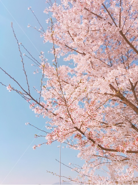 벚꽃,파란하늘,하늘벚꽃,분홍꽃,벚꽃놀이