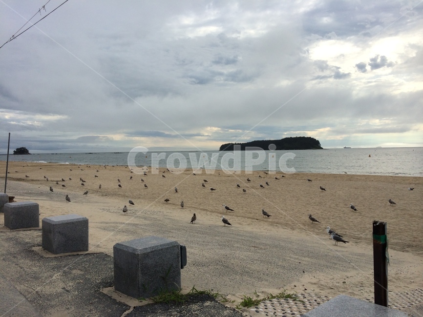 Beach,Boryeong,Muchangpo,sandy beach,sea road,Seagull
