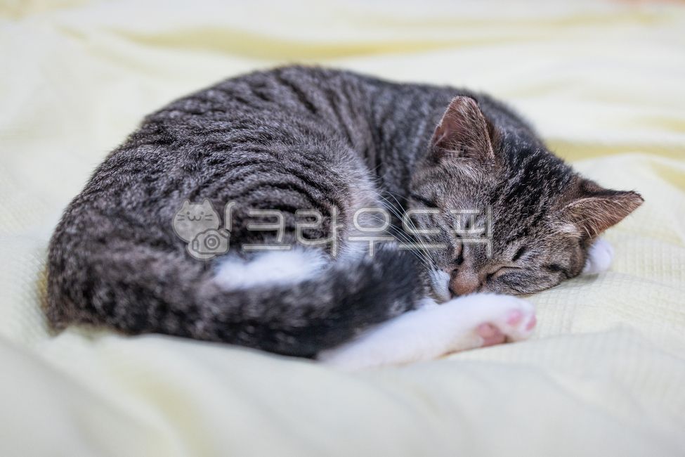 고양이,동물,아기고양이,낮잠,수면,cat,animal,애완동물,애완묘,스냅,배경,동물스냅,동물배경,고양이배경,냥이,고양이스냅,새끼고양이