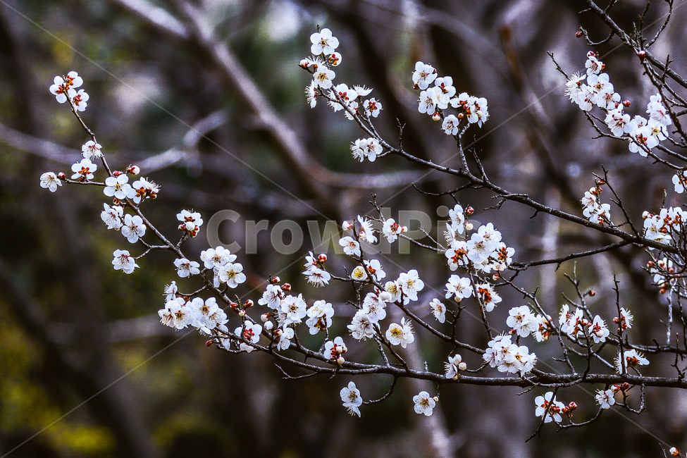 봄,꽃,매화,청매화,산책,축제,봄,계절,spring,season,식물,자연,plants,nature,꽃,flower,plant,blossom