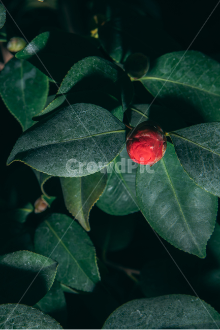 동백꽃,꽃,동백,동백나무,봄꽃,빨강,초록,빛,식물,자연,plants,nature,flower,bloom,배경화면,꽃봉오리,식물,자연,plants,nature,꽃,flower