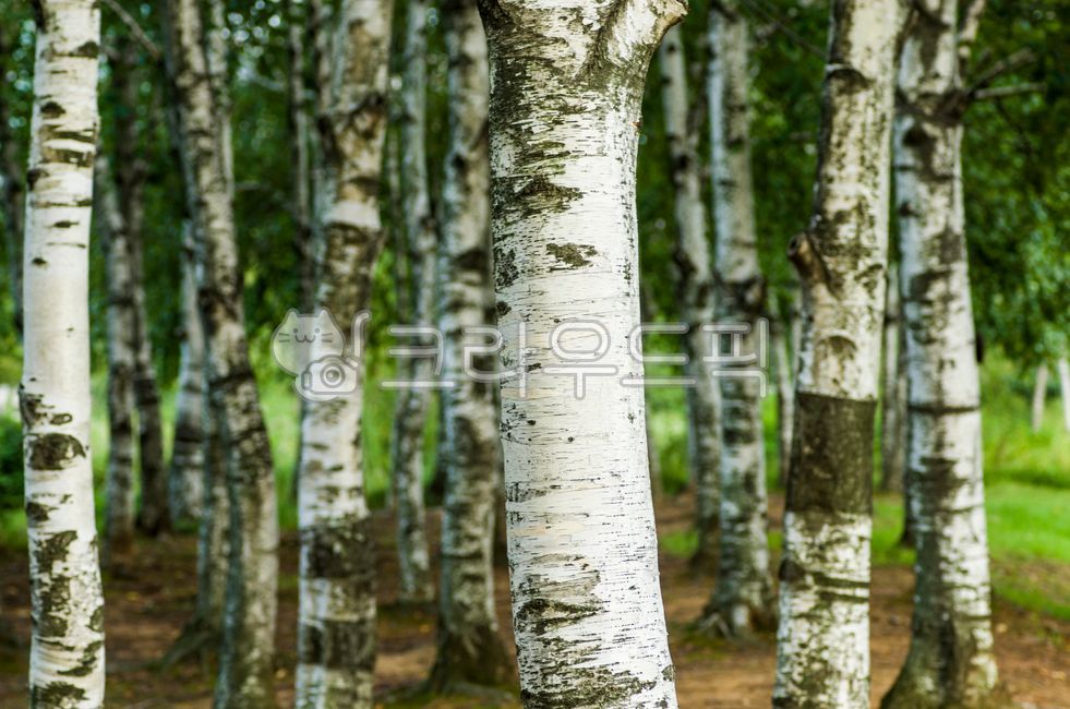 tree,나무,plant,식물,자작나무,자작나무숲
