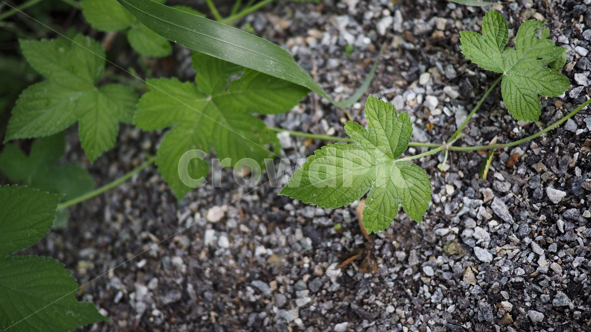 식물,잎사귀,그린,돌,plant
