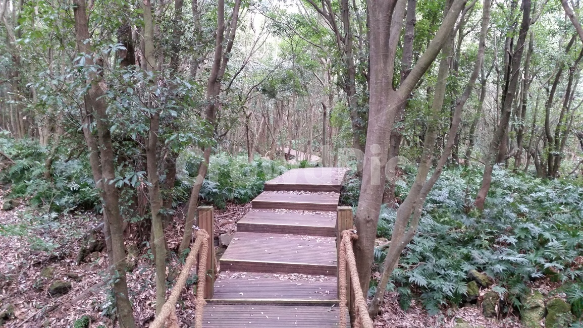 나무,숲,산책,바위,산책로,tree,식물,wood,forest,덤불숲,삼림지대,thicket,grove,woodland,walk,trail,오솔길,path