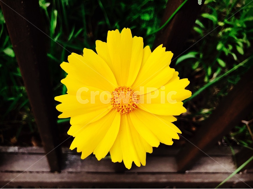 금계국,꽃,노랑색,감성,자연,식물,자연,plants,nature,꽃,flower