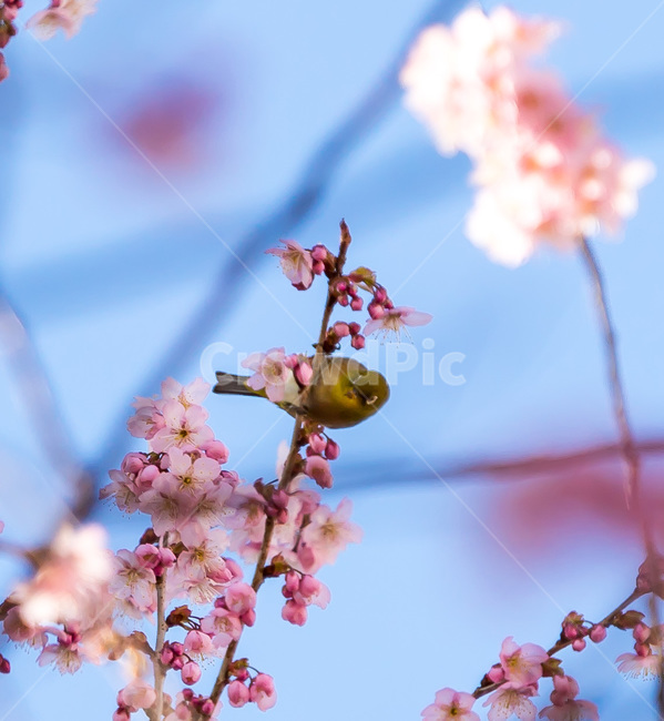 spring,봄,petal,꽃잎,벚꽃,plant,식물,blossom,꽃,flower,식물,자연,plants,nature