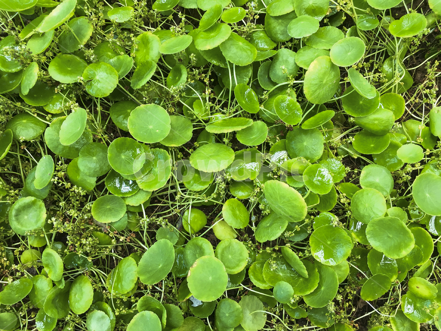 워터코인,잎,풀,식물,자연,watercoin,leaf,plants,nature,싱싱한,싱그러운,botanical