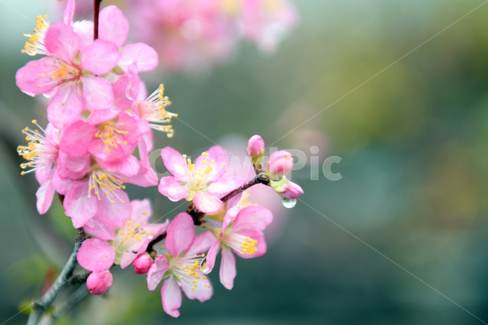 식물,꽃,감성사진,자연,flower,꽃사진,봄,봄꽃,계절,빗방울,비,감성,4월,spring,힐링,자연풍경,풍경,봄,계절,spring,season,식물,자연,plants,nature,꽃,flower,plant