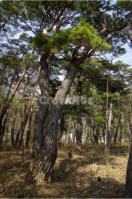 소나무,솔향,숲,나무,풍경,자연,풍경,nature,landscape,식물,plants,나무,trees,wood,tree,plant,tree trunk,나무 줄기